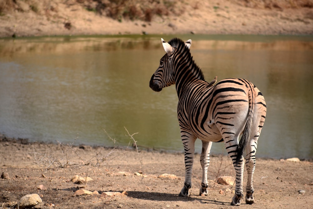 zebra marrom e preta em pé perto do corpo de água