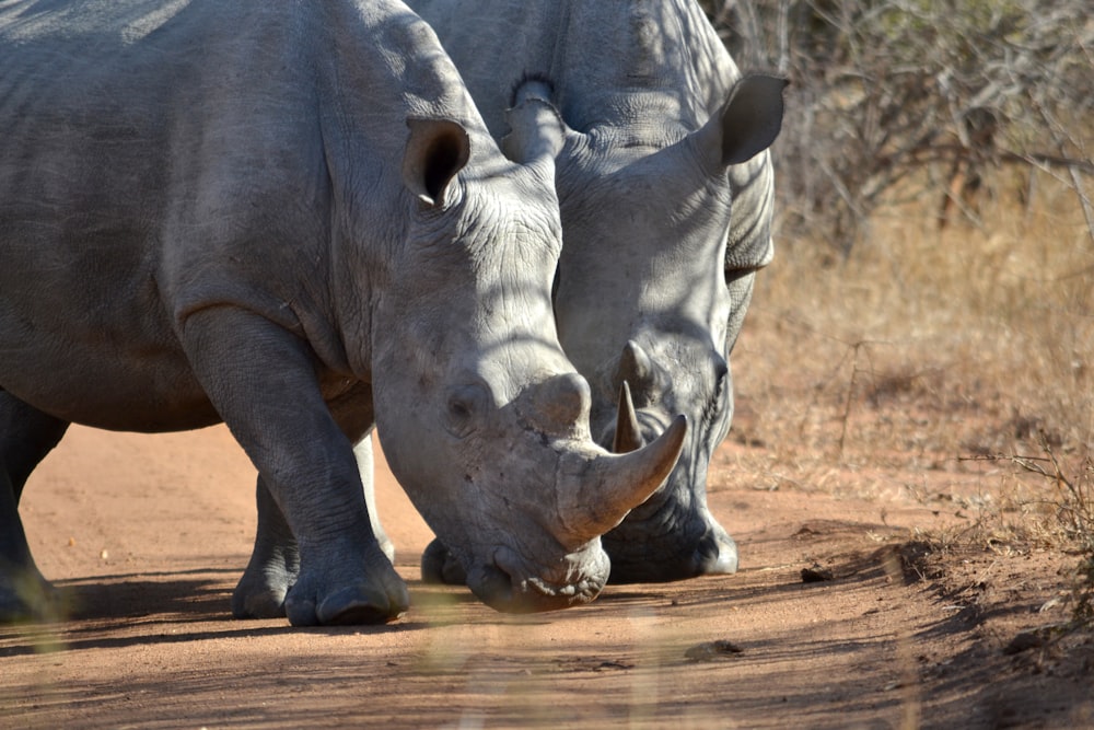 two gray rhinoceros