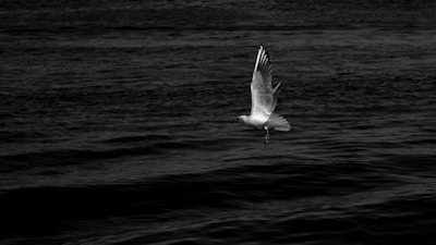 A monochrome photograph captures a seagull in mid-flight over a dark, rippling body of water. The bird's wings are spread wide, showcasing the light and shadow play on its feathers, contrasting against the darker backdrop.