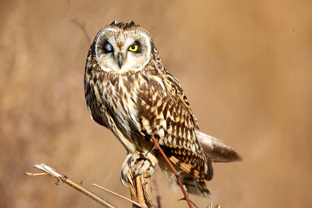 tilt-shift lens photography of brown owl during daytime