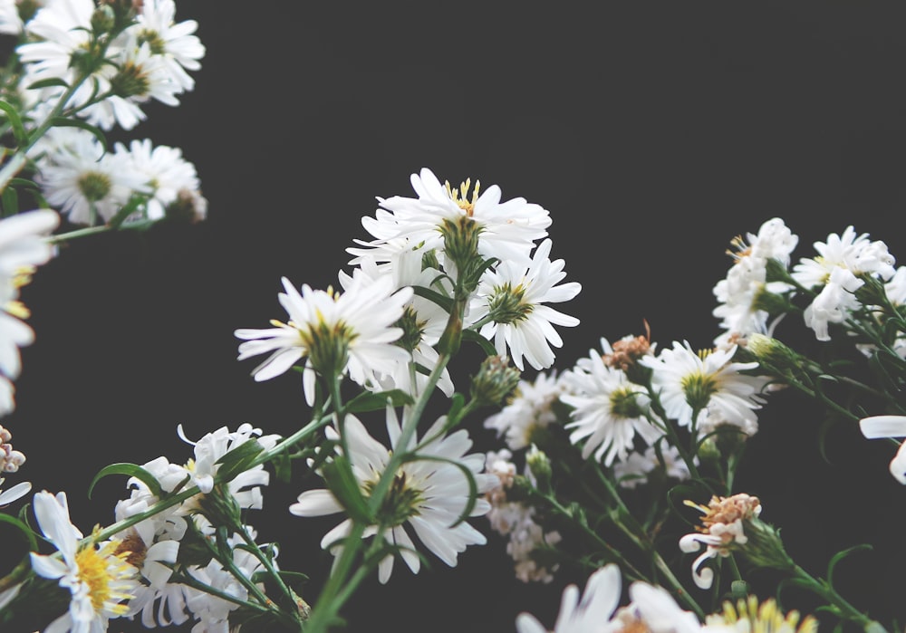 white petaled flowers