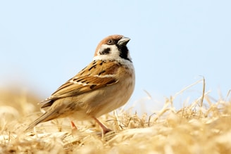 brown bird in shallow focus photography