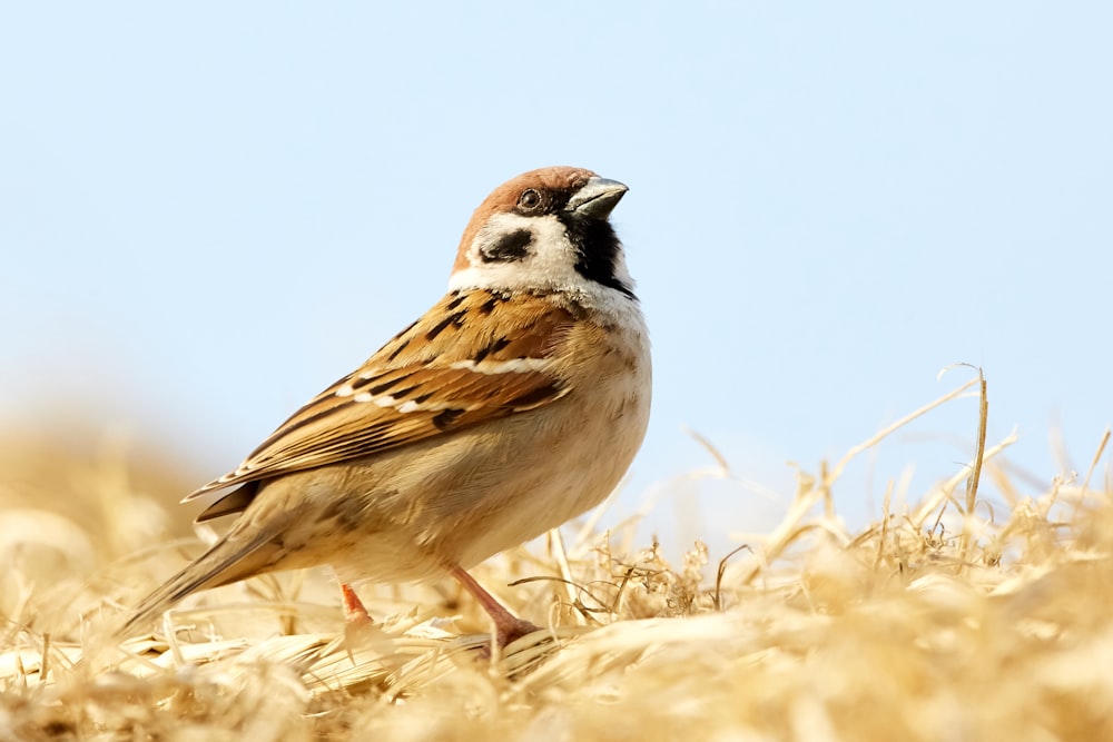 Pájaro marrón en fotografía de enfoque superficial