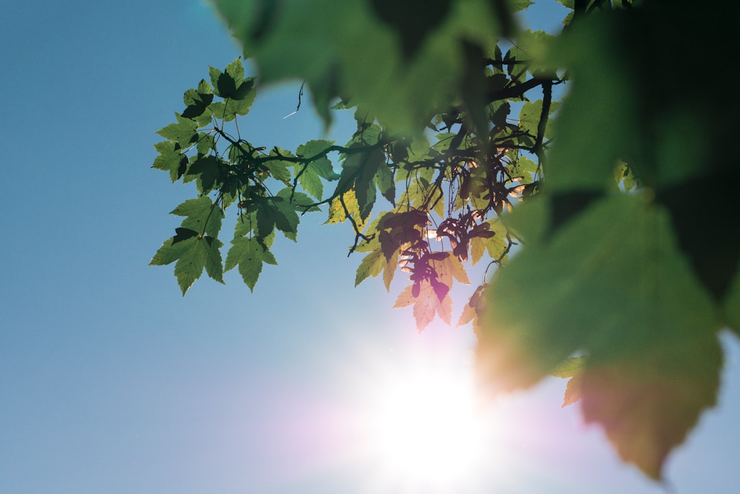 Leaves by the Sky