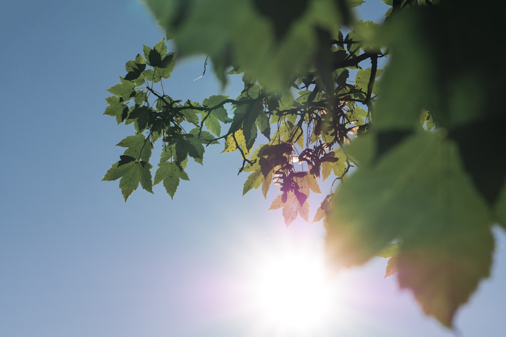 selective focus photo of green leaf tree