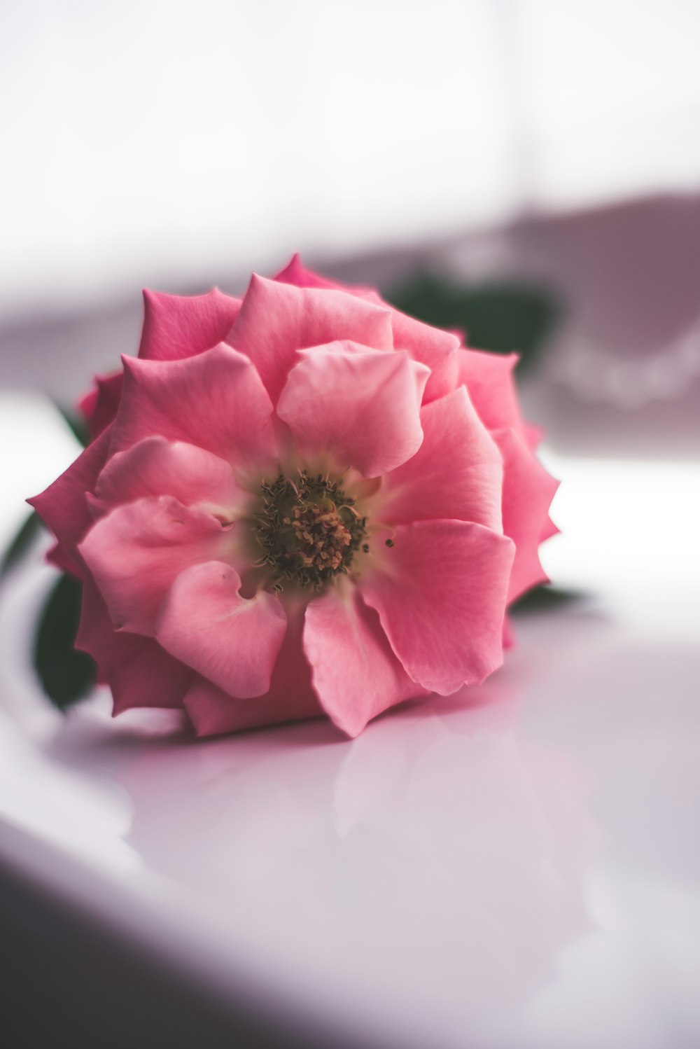 pink cluster flower on white surface