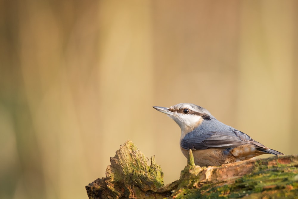 selective focus photography of short-beak black bird on wood slab