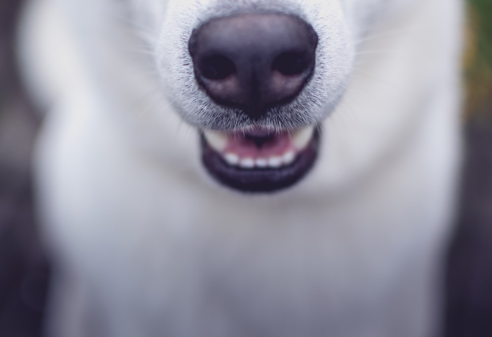 Foto de enfoque selectivo de perro blanco