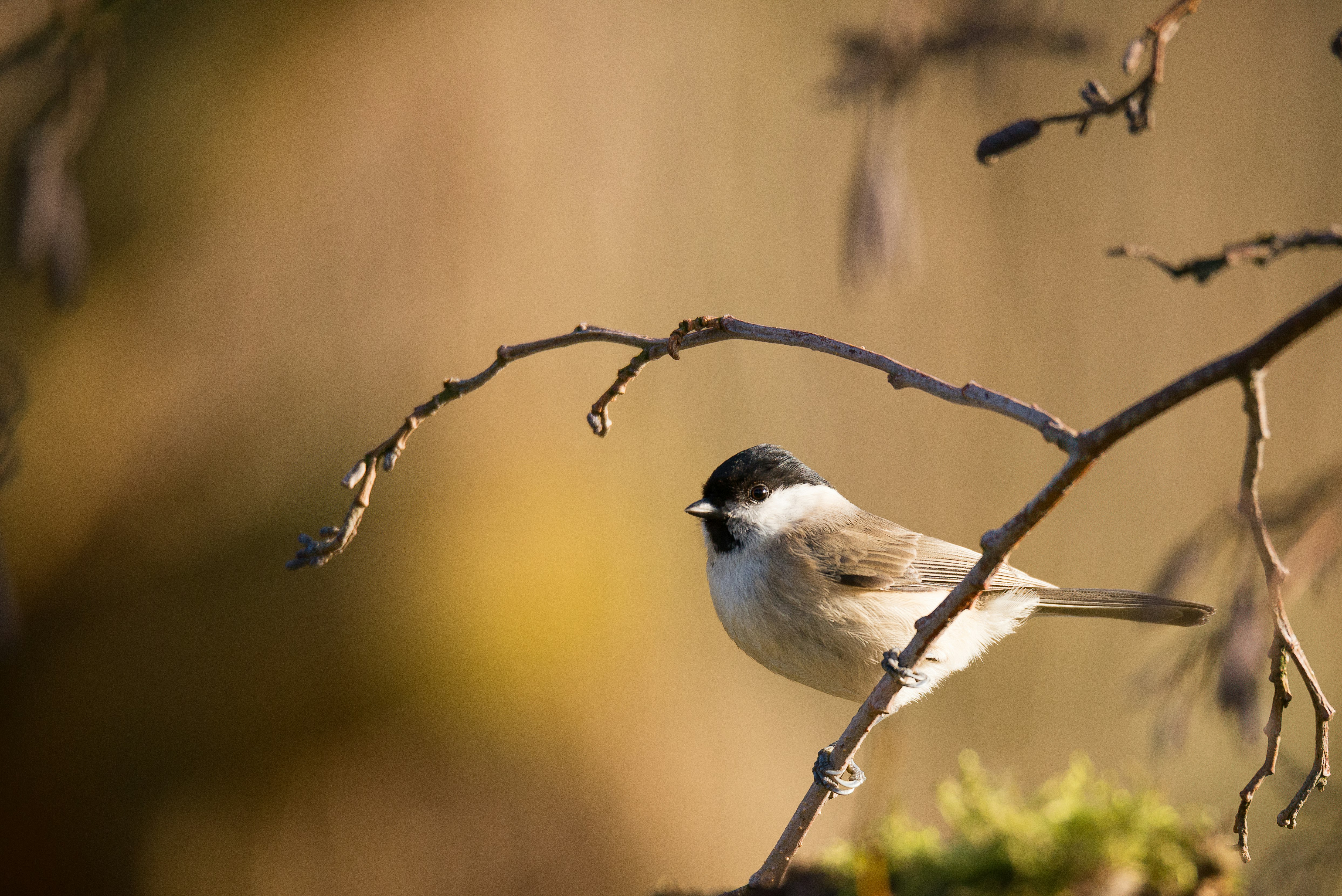 shallow focus photography of white bird on tree branch during daytime