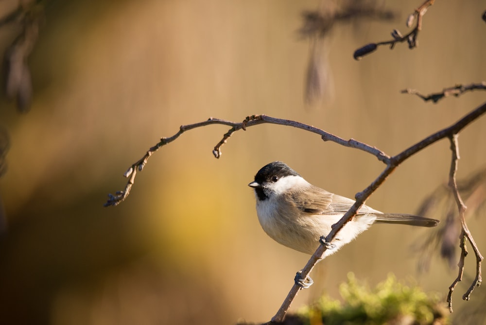 shallow focus photography of white bird on tree branch during daytime