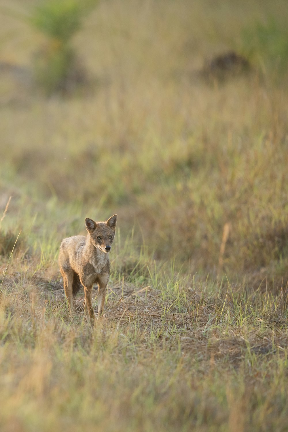 brown animal standing on green grassy field during daytime