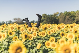 Health & Travel - a fun photo of boots walking upside down & just above the sunflower field
