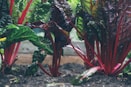 green and red plant
