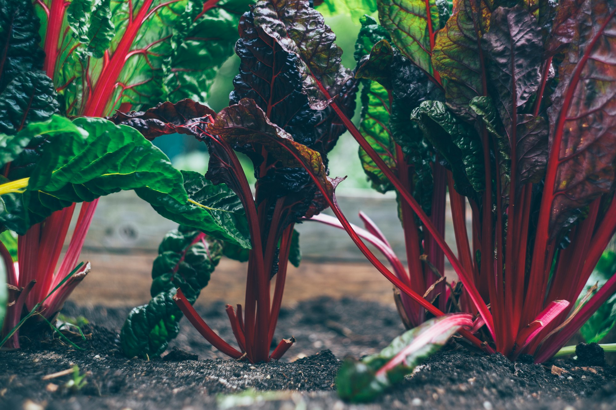 Fresh bio organic chard at raised bed for urban gardening.