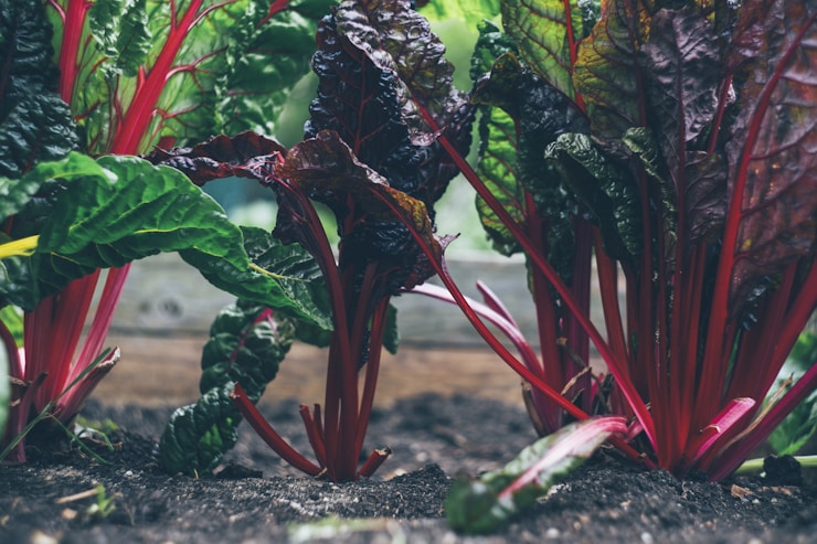 Fresh bio organic chard at raised bed for urban gardening.