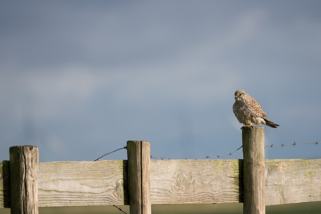 brown bird perched fence