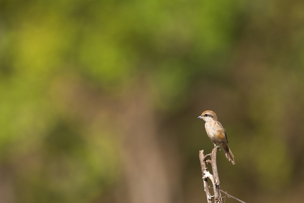 shallow depth of field photography brown bird perching on twig