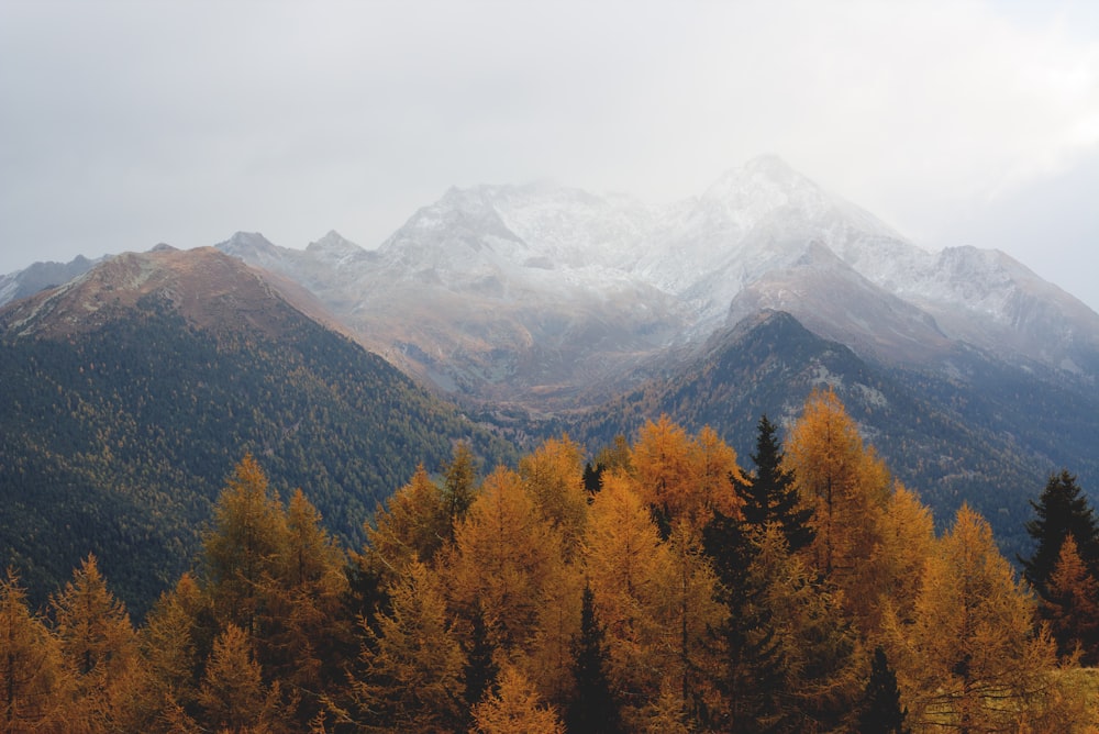 árvores marrons e verdes com vista para montanhas cobertas de nevoeiro