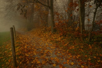 withered leaves on dirt road during daytime
