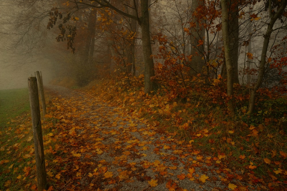 withered leaves on dirt road during daytime