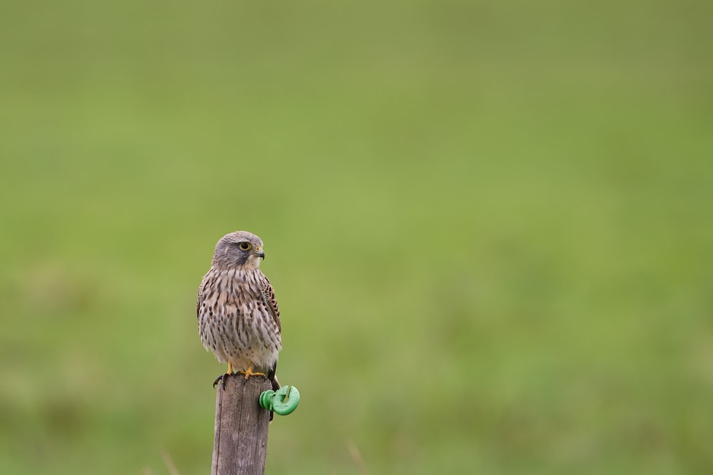 brauner Vogel steht auf braunem Stock