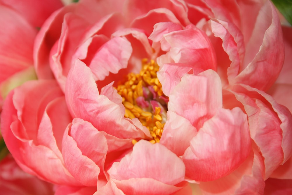 flor de rosa rosa