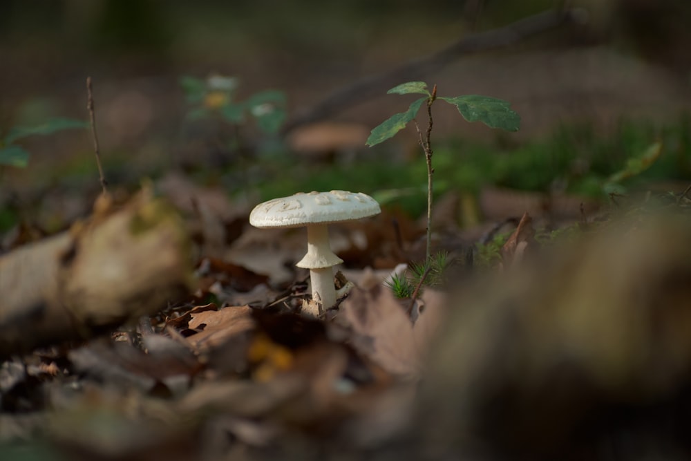 selective focus photography of white mushroom