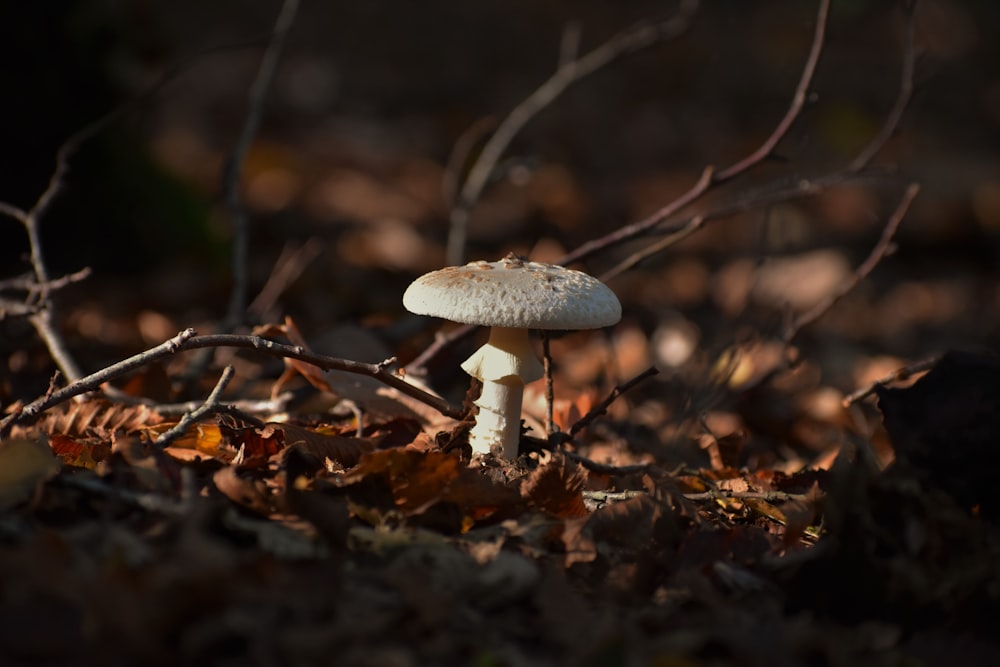 white mushroom beside dried leaves during daytime