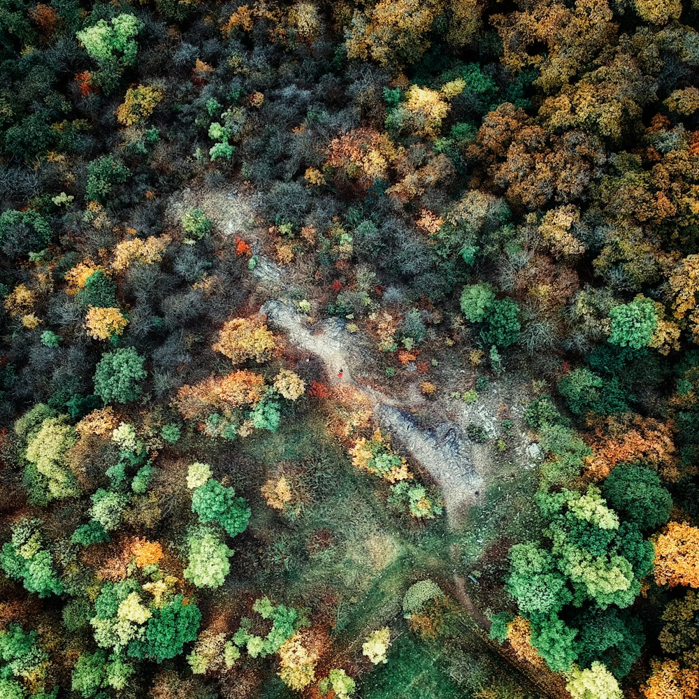 aerial photography of forest