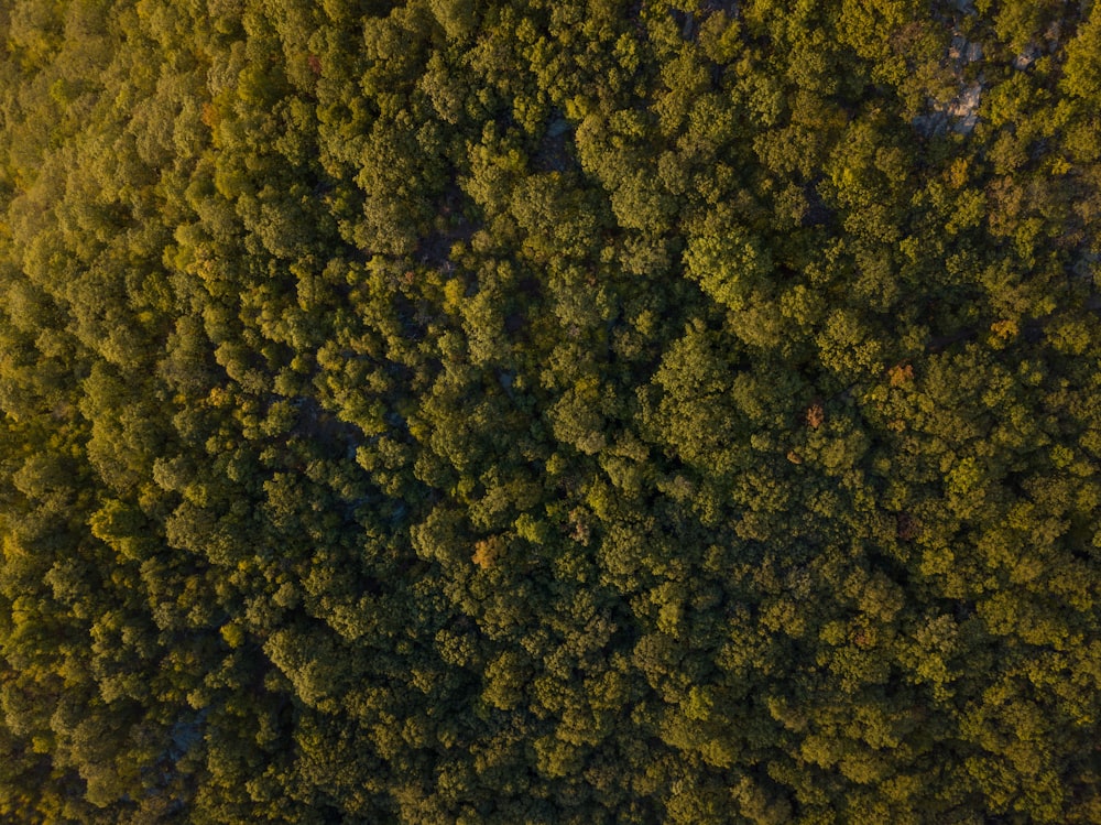 aerial view of forest