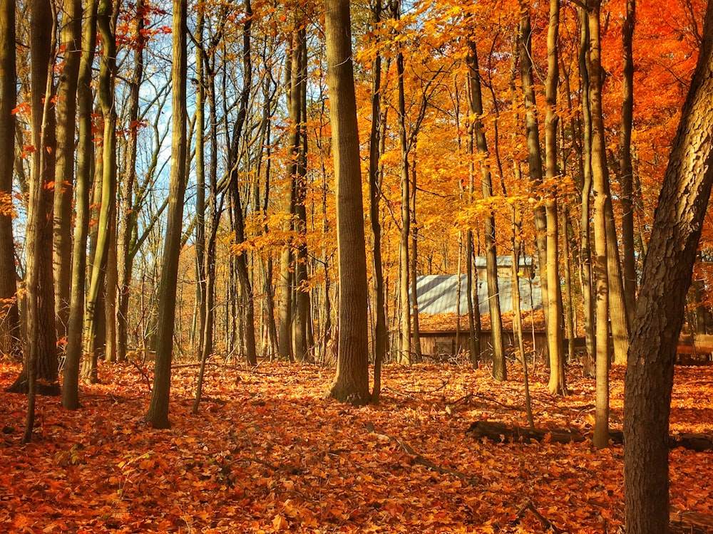 orange dried leaves near trees