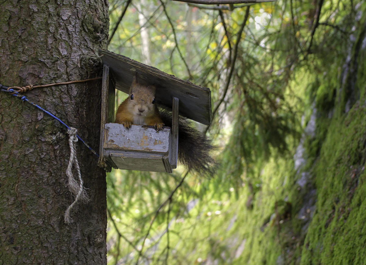 Brown squirrel sitting upright