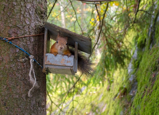 brown squirrel in Seurasaari Finland