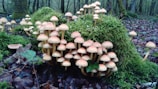 A cluster of mushrooms with light brown caps grows densely on a bed of bright green moss in a forest setting. Fallen leaves and wet soil surround the area, and leafless tree trunks stand in the background.