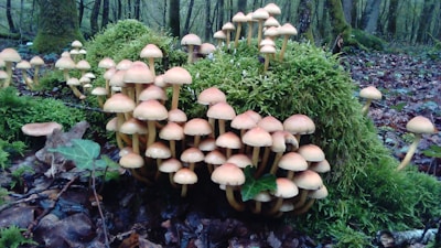 A cluster of mushrooms with light brown caps grows densely on a bed of bright green moss in a forest setting. Fallen leaves and wet soil surround the area, and leafless tree trunks stand in the background.