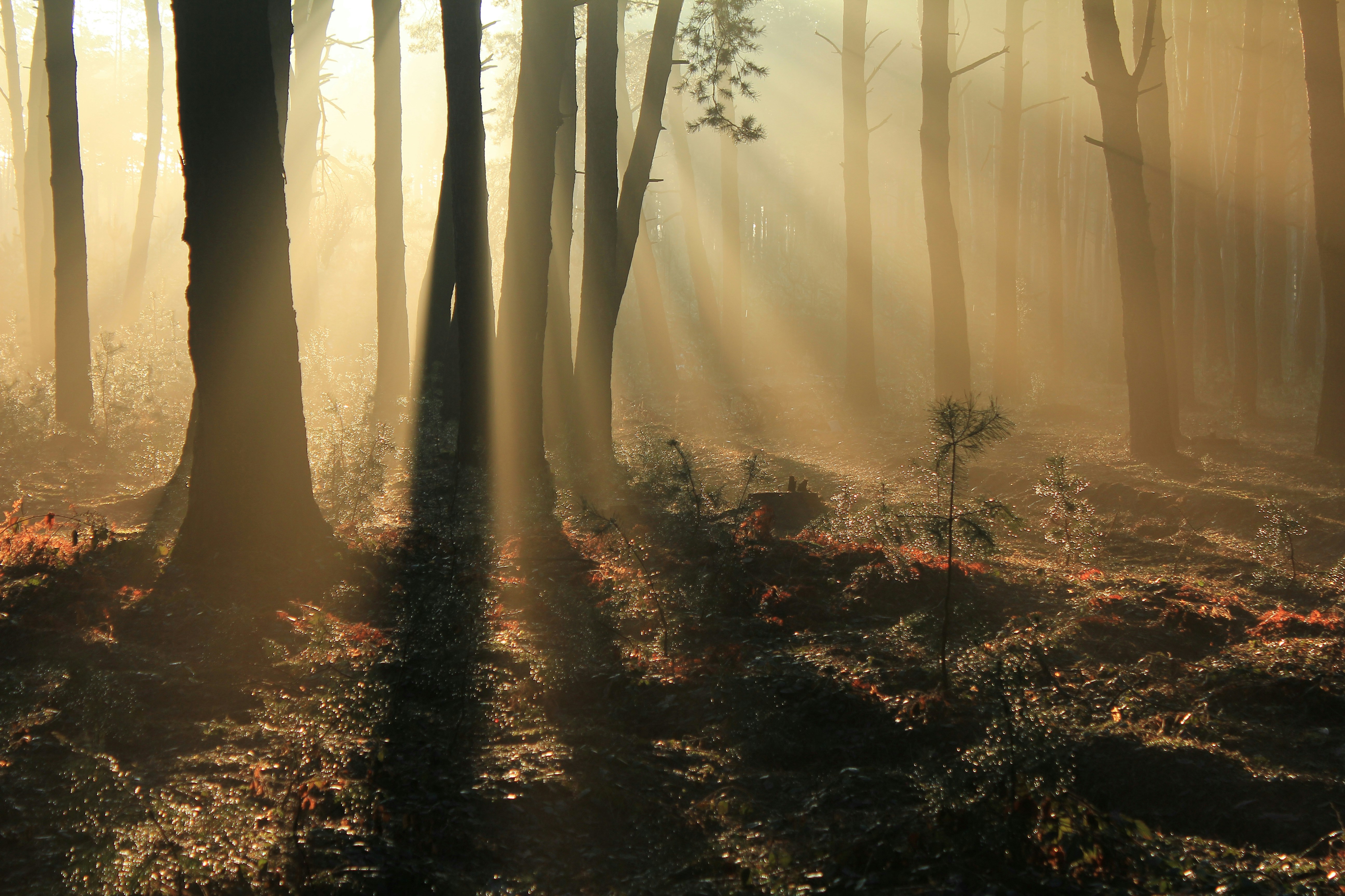 カルパティア地方