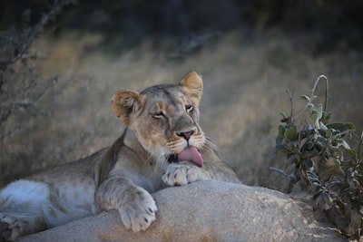 lioness lying on gray rock zimbabwe teams background