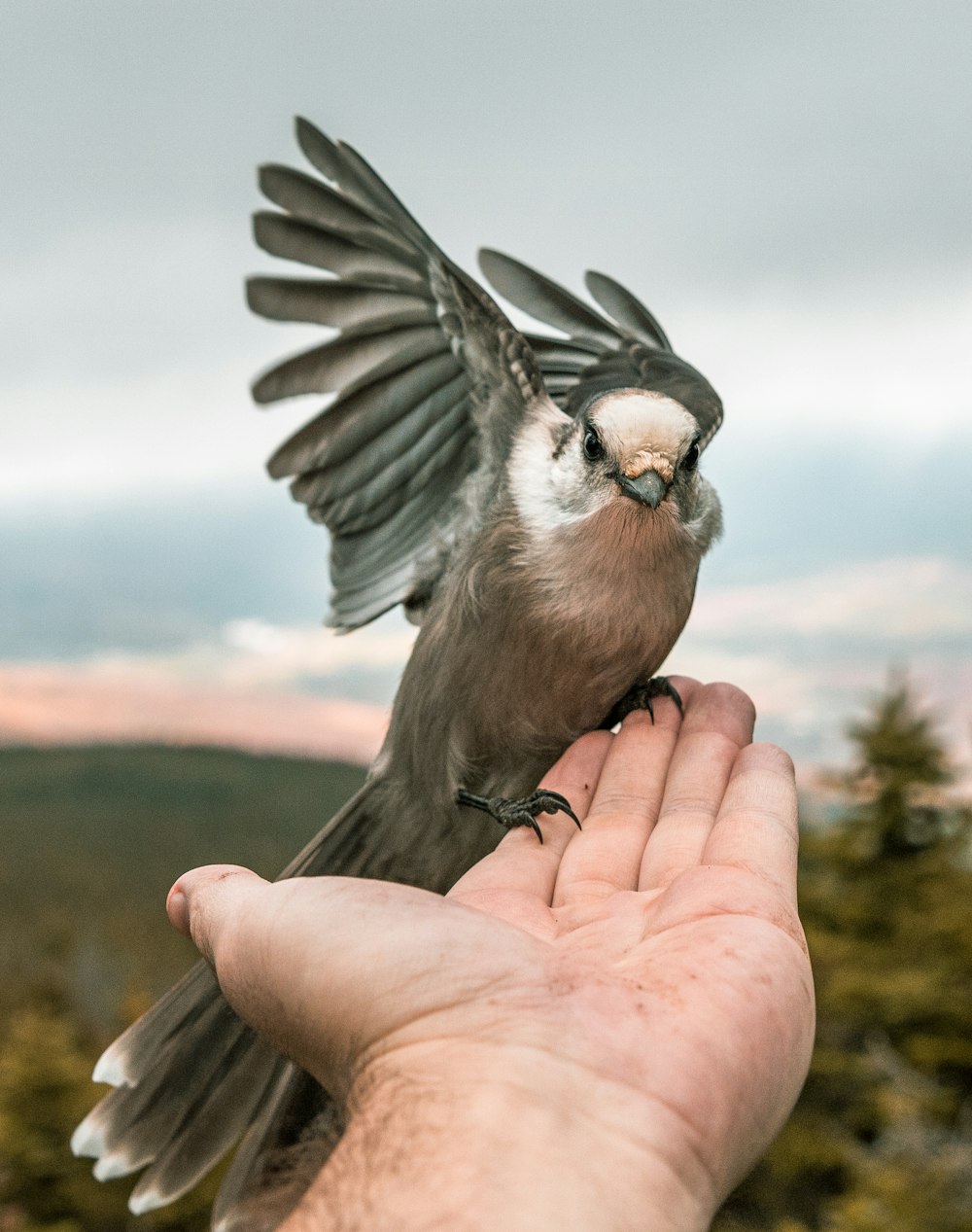 gray bird perched on person's hand