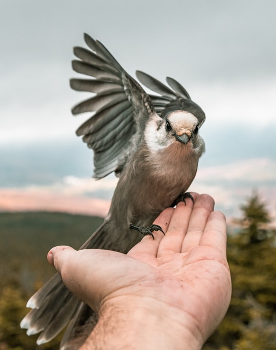 gray bird perched on person's hand in Crawford Notch United States