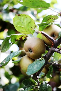 Several ripe apples hang from a branch surrounded by lush green leaves, basking in natural sunlight. The apples have a natural, earthy color and there are small imperfections on the leaves.