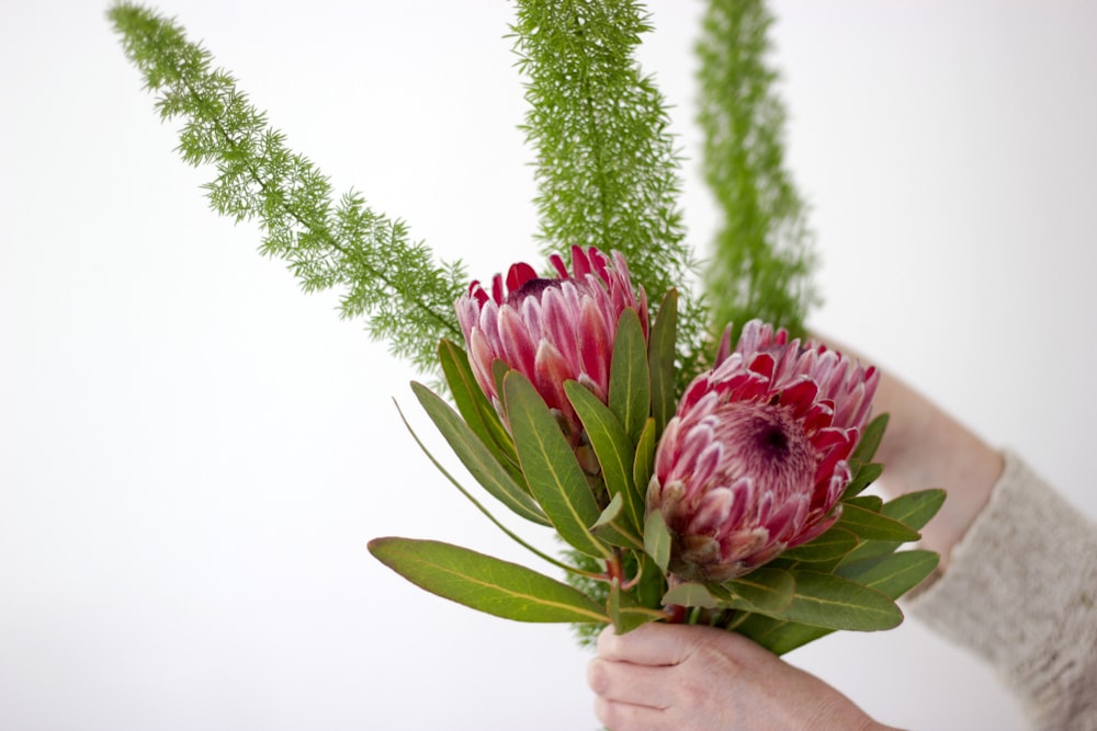 person holding pink flowers