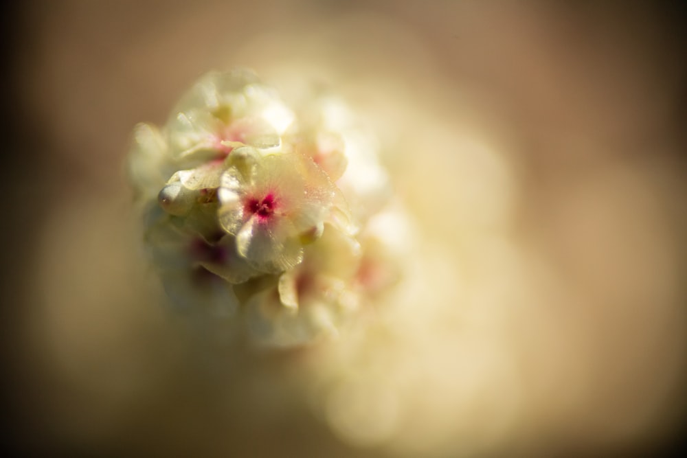 white flower in macro lens