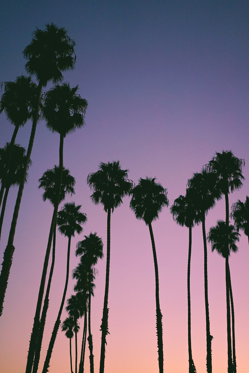 silhouette of trees during golden hour