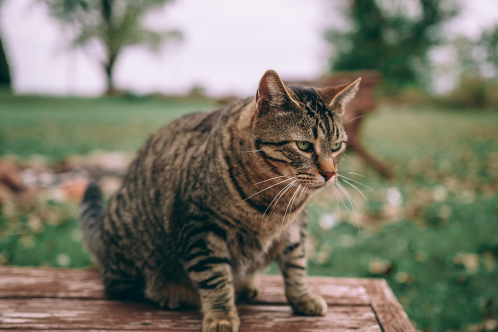 Photographie sélective de mise au point de chat tigré brun sur une table en bois brun