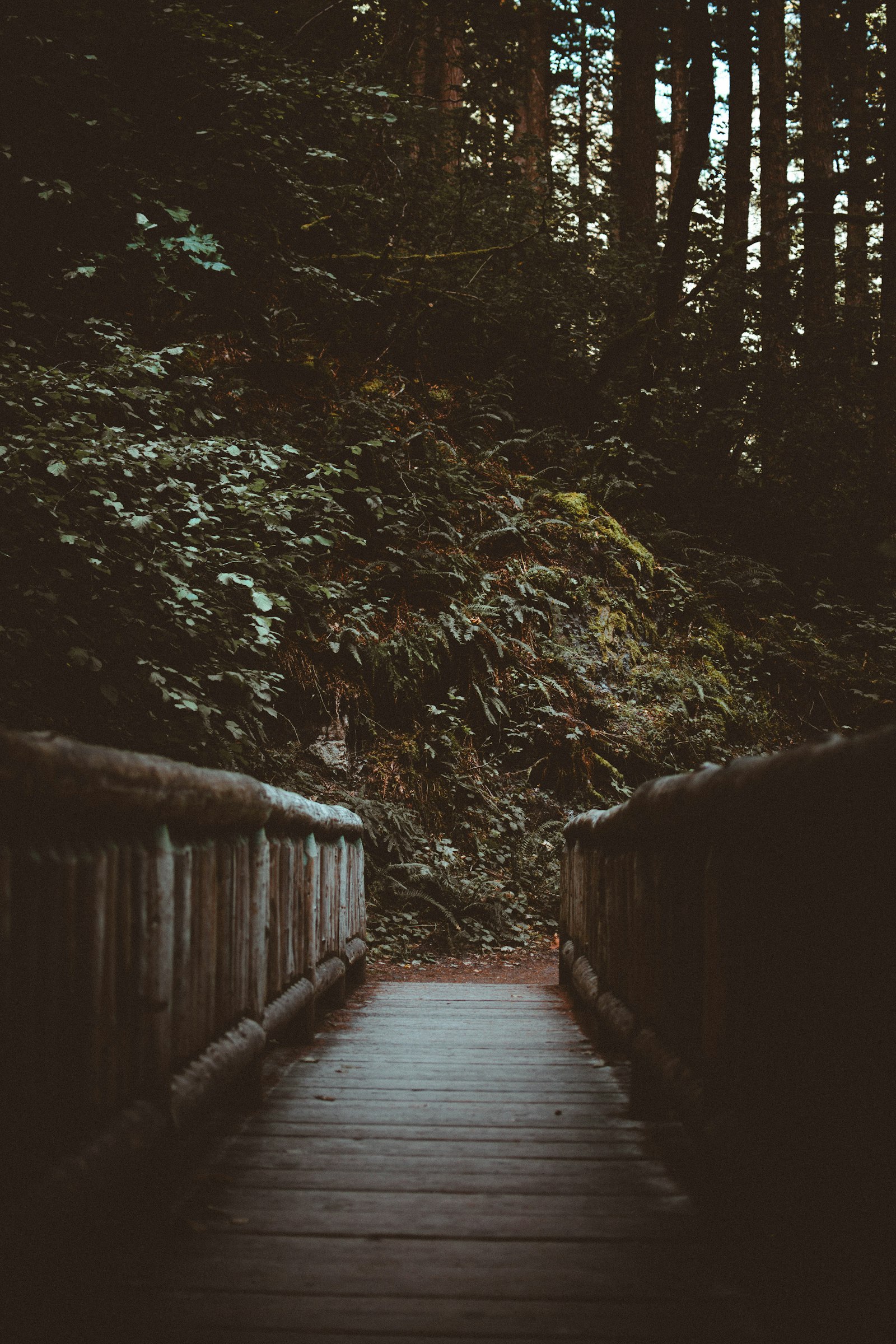 Nikon D5600 + Nikon AF-S DX Nikkor 35mm F1.8G sample photo. Brown wooden bridge near photography