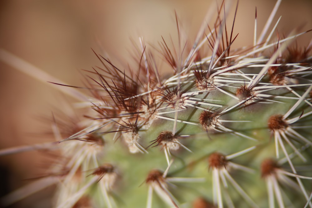 brown and white plant in macro lens photography