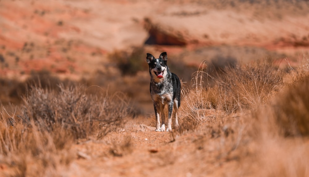 chien noir entre les buissons bruns