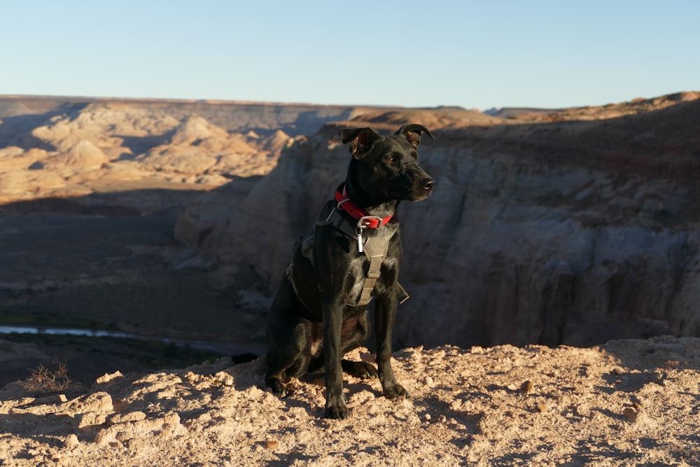 short-coated black dog sitting on gray surface