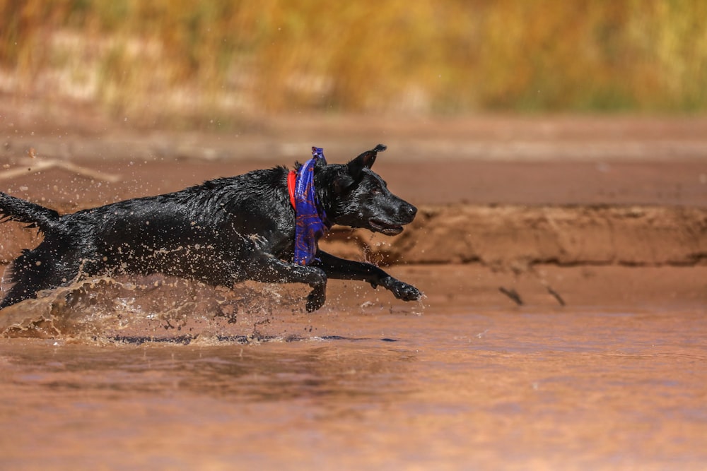 black dog running on mud during daytime