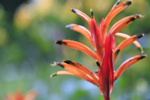 Close-up of a vibrant tropical flower painted in rich, warm colors.